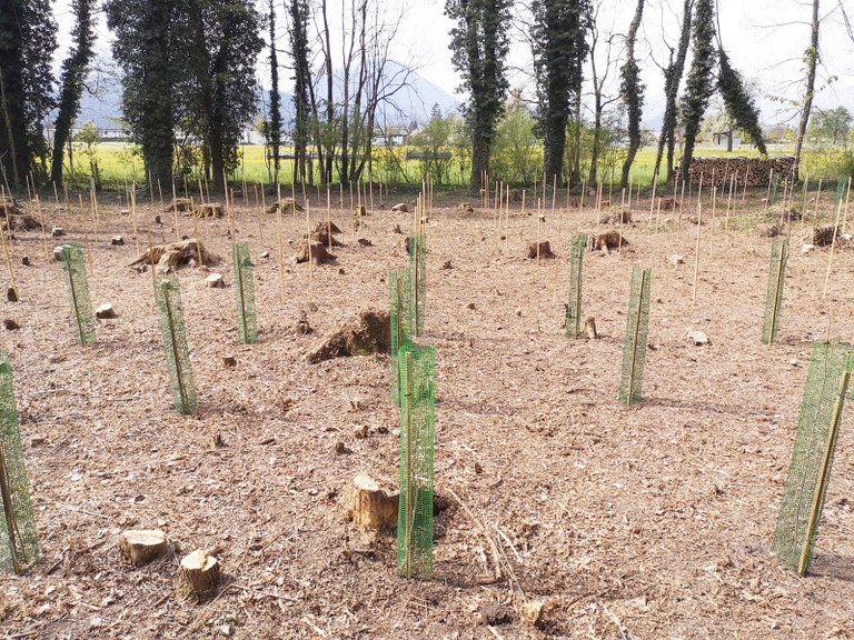 Über 1.000 Bäume und Sträucher wurden kürzlich im Auwald entlang der Frutz gesetzt © Alles um den Baum/ Porod