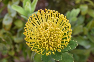 9 Nadelkissen Protea.jpg