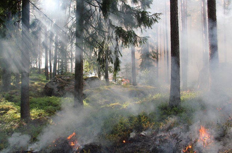 Erhöhte Waldbrandgefahr © Pexels